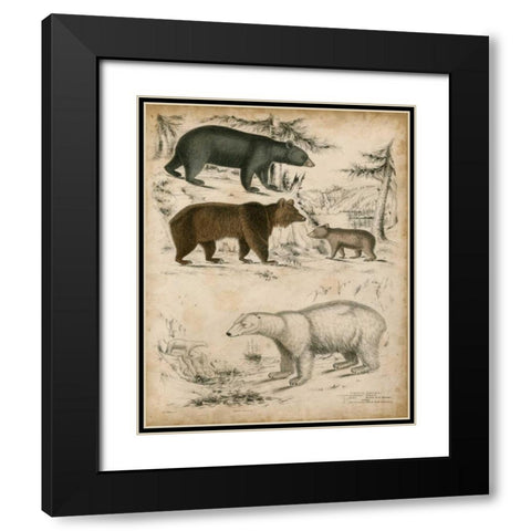 Non-Embellished Species of Bear Black Modern Wood Framed Art Print with Double Matting by Unknown