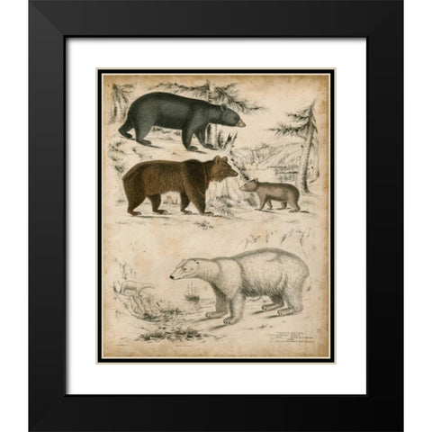 Non-Embellished Species of Bear Black Modern Wood Framed Art Print with Double Matting by Unknown