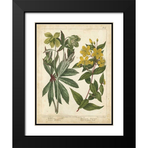 Non-Embellish Enchanted Garden III Black Modern Wood Framed Art Print with Double Matting by Edwards, Sydenham
