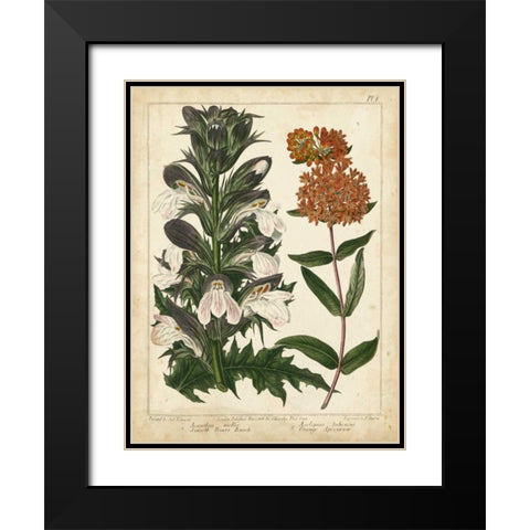 Non-Embellish Enchanted Garden IV Black Modern Wood Framed Art Print with Double Matting by Edwards, Sydenham