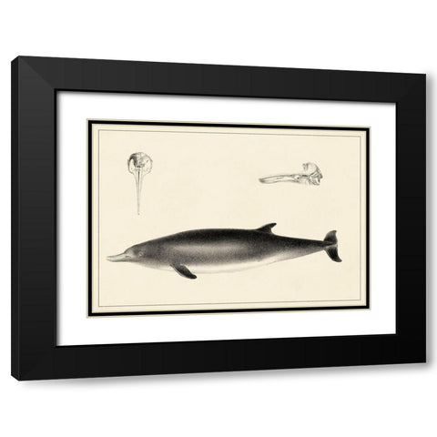 Antique Dolphin Study I Black Modern Wood Framed Art Print with Double Matting by Unknown