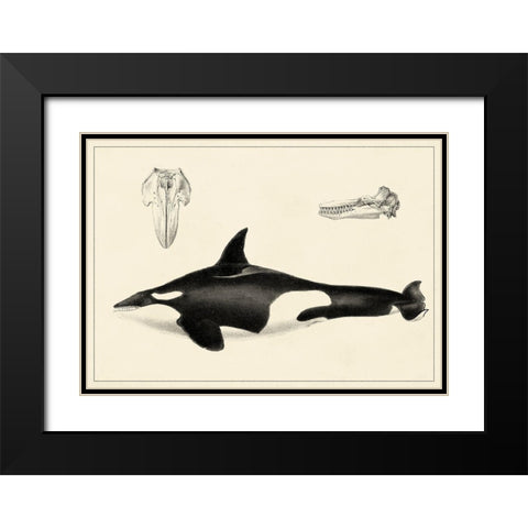 Antique Whale Study I Black Modern Wood Framed Art Print with Double Matting by Unknown