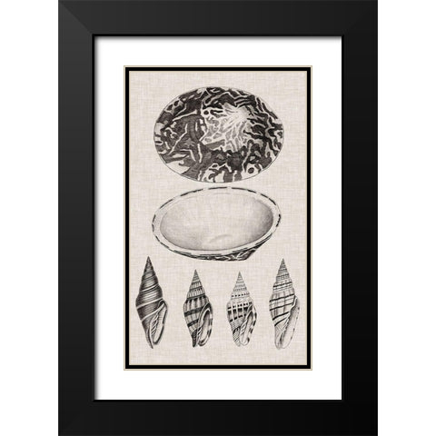 Charcoal and Linen Shells III Black Modern Wood Framed Art Print with Double Matting by Vision Studio