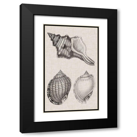 Charcoal and Linen Shells V Black Modern Wood Framed Art Print with Double Matting by Vision Studio