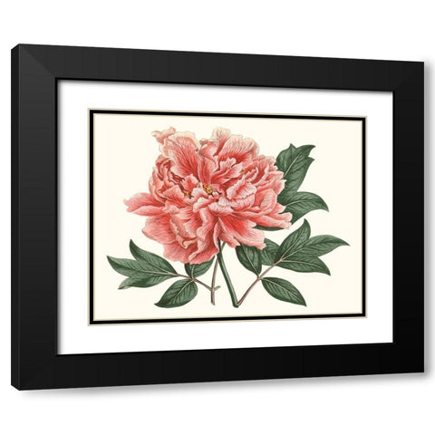 Peony Blush I Black Modern Wood Framed Art Print with Double Matting by Curtis