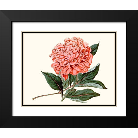 Peony Blush II Black Modern Wood Framed Art Print with Double Matting by Curtis