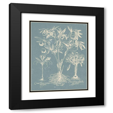 Delicate Besler Botanical II Black Modern Wood Framed Art Print with Double Matting by Vision Studio