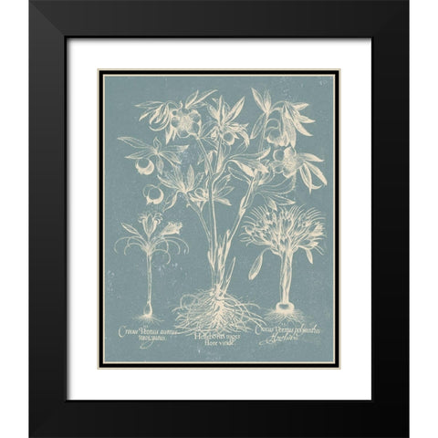 Delicate Besler Botanical II Black Modern Wood Framed Art Print with Double Matting by Vision Studio