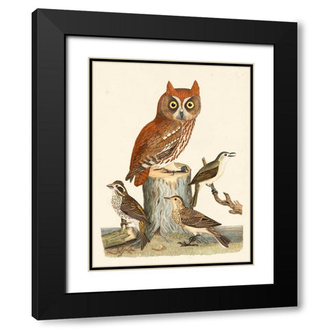 Wilson Owls II Black Modern Wood Framed Art Print with Double Matting by Wilson, Alexander