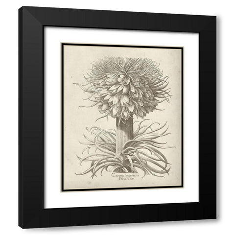 Fresco Crown Imperial I Black Modern Wood Framed Art Print with Double Matting by Vision Studio