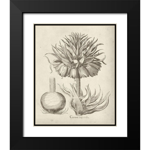 Fresco Crown Imperial II Black Modern Wood Framed Art Print with Double Matting by Vision Studio