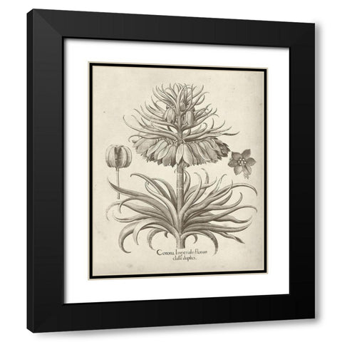 Fresco Crown Imperial III Black Modern Wood Framed Art Print with Double Matting by Vision Studio