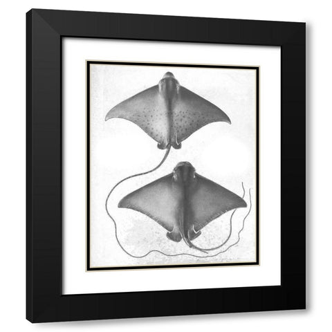 Grey-Scale Stingrays I Black Modern Wood Framed Art Print with Double Matting by Studio W
