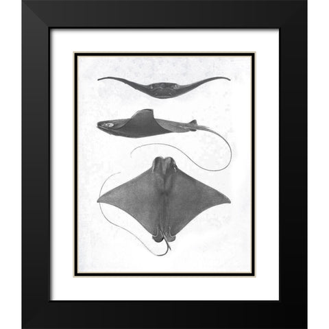 Grey-Scale Stingrays II Black Modern Wood Framed Art Print with Double Matting by Studio W