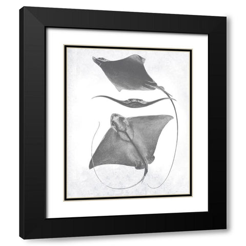Grey-Scale Stingrays III Black Modern Wood Framed Art Print with Double Matting by Studio W