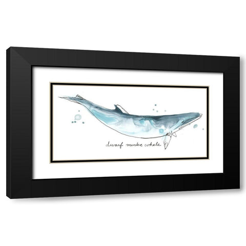 Cetacea Dwarf Minke Whale Black Modern Wood Framed Art Print with Double Matting by Vess, June Erica