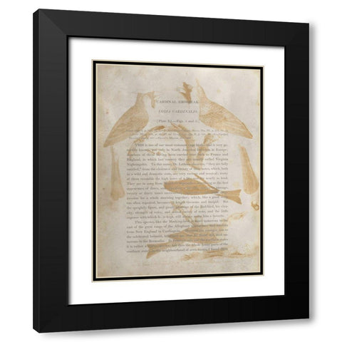 Ornithology Impressions IV Black Modern Wood Framed Art Print with Double Matting by Wilson, Alexander