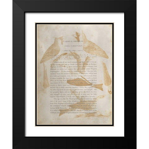 Ornithology Impressions IV Black Modern Wood Framed Art Print with Double Matting by Wilson, Alexander