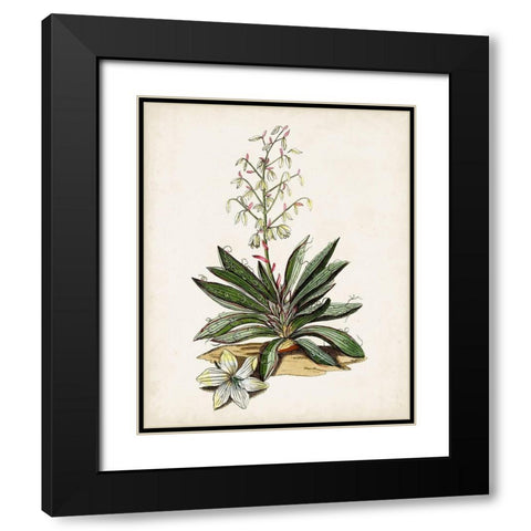 Antique Botanical Study I Black Modern Wood Framed Art Print with Double Matting by Unknown