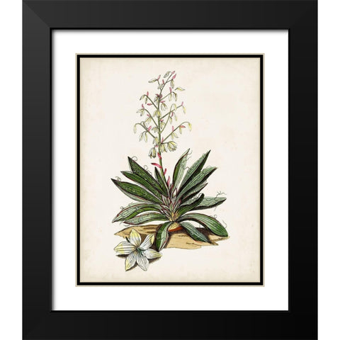 Antique Botanical Study I Black Modern Wood Framed Art Print with Double Matting by Unknown