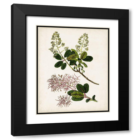 Antique Botanical Study II Black Modern Wood Framed Art Print with Double Matting by Unknown