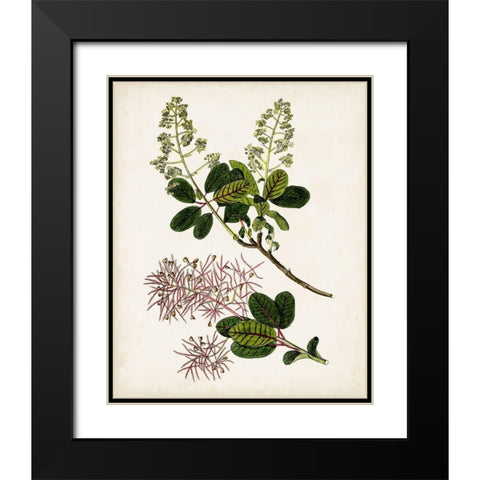 Antique Botanical Study II Black Modern Wood Framed Art Print with Double Matting by Unknown
