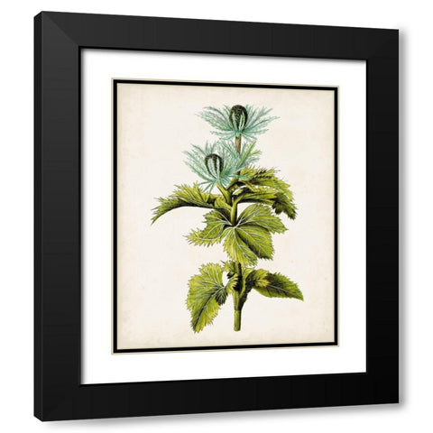 Antique Botanical Study III Black Modern Wood Framed Art Print with Double Matting by Unknown