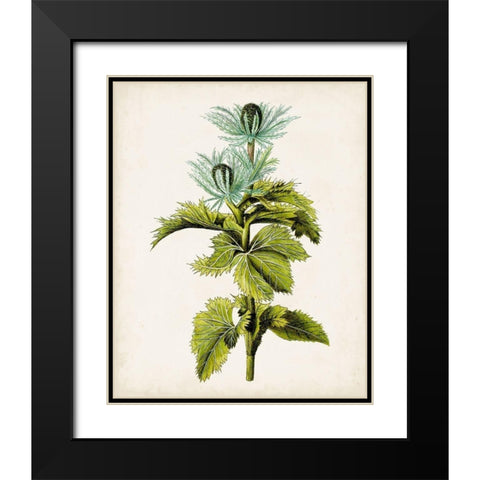 Antique Botanical Study III Black Modern Wood Framed Art Print with Double Matting by Unknown
