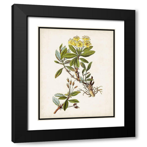 Antique Botanical Study IV Black Modern Wood Framed Art Print with Double Matting by Unknown