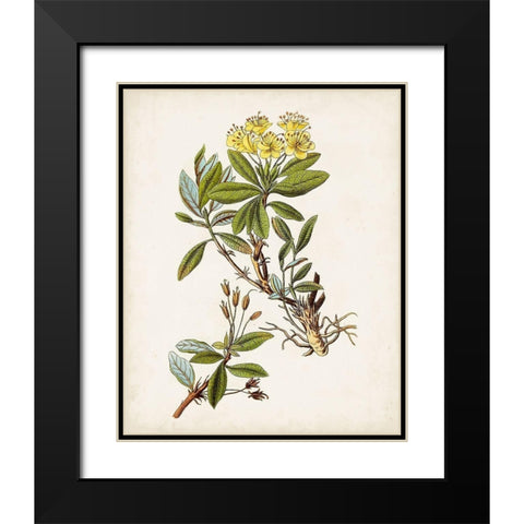 Antique Botanical Study IV Black Modern Wood Framed Art Print with Double Matting by Unknown