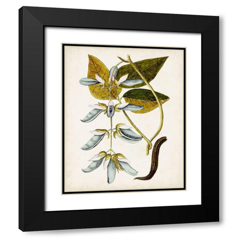 Antique Botanical Study V Black Modern Wood Framed Art Print with Double Matting by Unknown