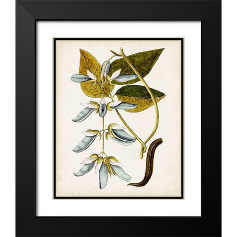 Antique Botanical Study V Black Modern Wood Framed Art Print with Double Matting by Unknown