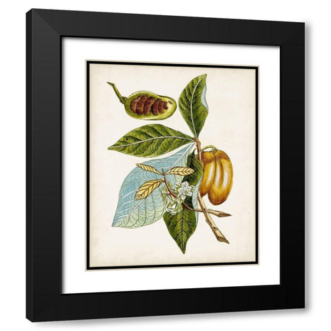 Antique Botanical Study VI Black Modern Wood Framed Art Print with Double Matting by Unknown