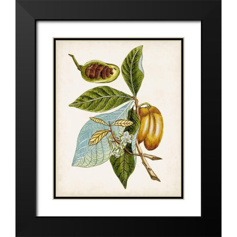 Antique Botanical Study VI Black Modern Wood Framed Art Print with Double Matting by Unknown