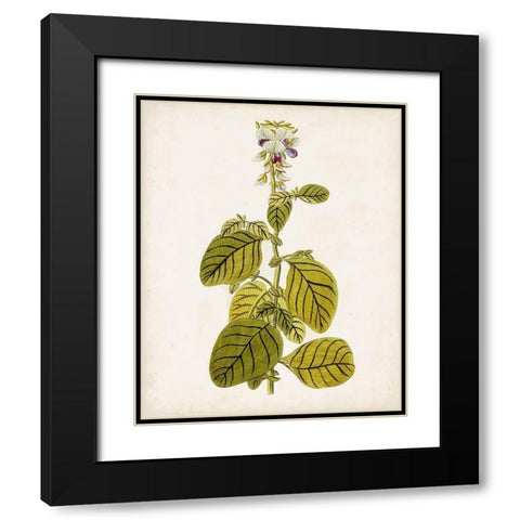 Antique Botanical Study VII Black Modern Wood Framed Art Print with Double Matting by Unknown