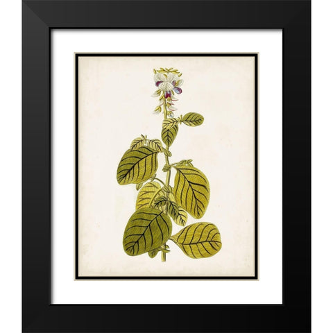 Antique Botanical Study VII Black Modern Wood Framed Art Print with Double Matting by Unknown