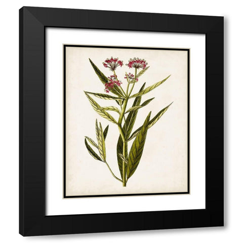 Antique Botanical Study VIII Black Modern Wood Framed Art Print with Double Matting by Unknown