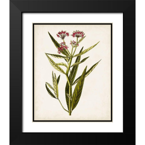 Antique Botanical Study VIII Black Modern Wood Framed Art Print with Double Matting by Unknown