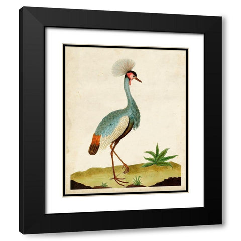 Heron Portrait I Black Modern Wood Framed Art Print with Double Matting by Unknown