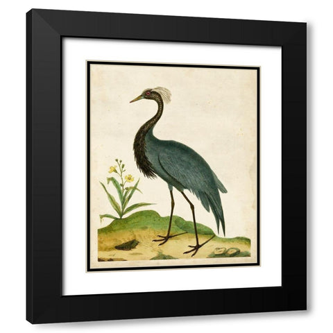 Heron Portrait II Black Modern Wood Framed Art Print with Double Matting by Unknown