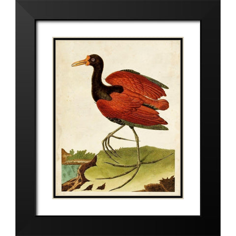 Heron Portrait IV Black Modern Wood Framed Art Print with Double Matting by Unknown
