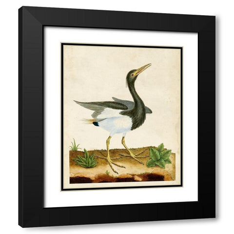 Heron Portrait V Black Modern Wood Framed Art Print with Double Matting by Unknown