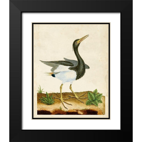 Heron Portrait V Black Modern Wood Framed Art Print with Double Matting by Unknown