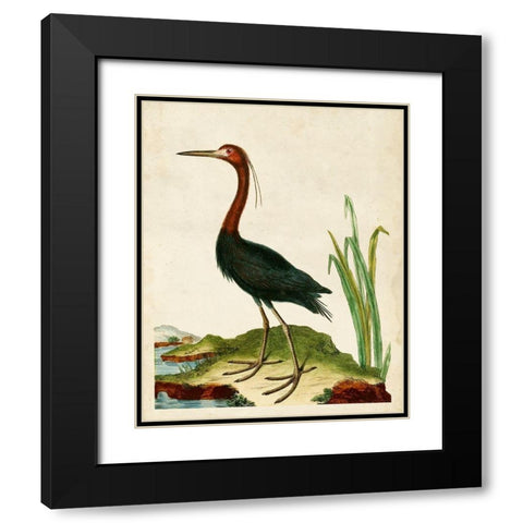 Heron Portrait VI Black Modern Wood Framed Art Print with Double Matting by Unknown