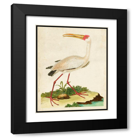 Heron Portrait VII Black Modern Wood Framed Art Print with Double Matting by Unknown