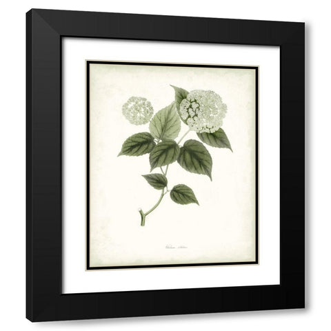 Sage Botanical I Black Modern Wood Framed Art Print with Double Matting by Vision Studio