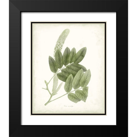 Sage Botanical IV Black Modern Wood Framed Art Print with Double Matting by Vision Studio
