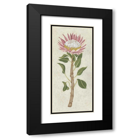 Non-Embellished Protea I Black Modern Wood Framed Art Print with Double Matting by Zarris, Chariklia