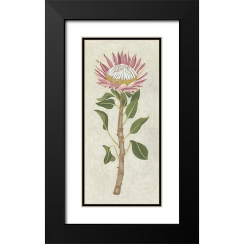 Non-Embellished Protea I Black Modern Wood Framed Art Print with Double Matting by Zarris, Chariklia