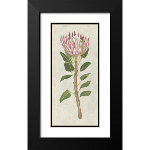 Non-Embellished Protea II Black Modern Wood Framed Art Print with Double Matting by Zarris, Chariklia